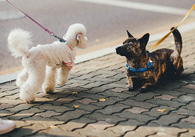 spiegelrein kitzbuehel hunde spazieren