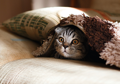 spiegelrein kitzbuehel katze
